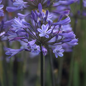 Afrikaanse lelie Graphite® Blauw TurK8 - Agapanthus Graphite ® Blue Turk8 - Willemse