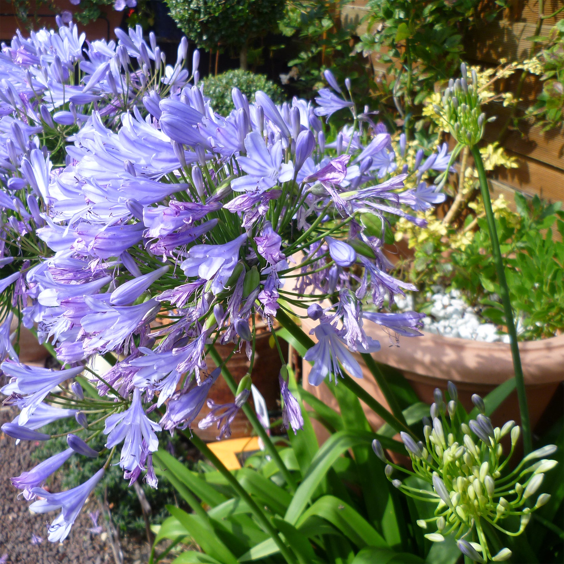 Afrikaanse lelie 'Blue Infinity® Panaga' - Willemse