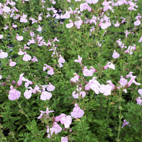 Salvia Magical® serie / Salie - Willemse