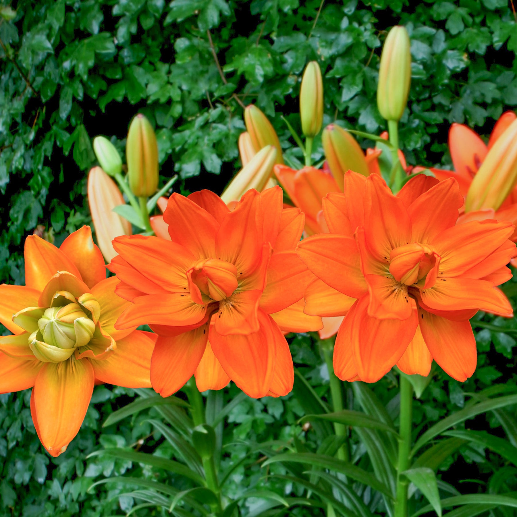 Lillium Hulk  - Lelie Hulk - Lelie
