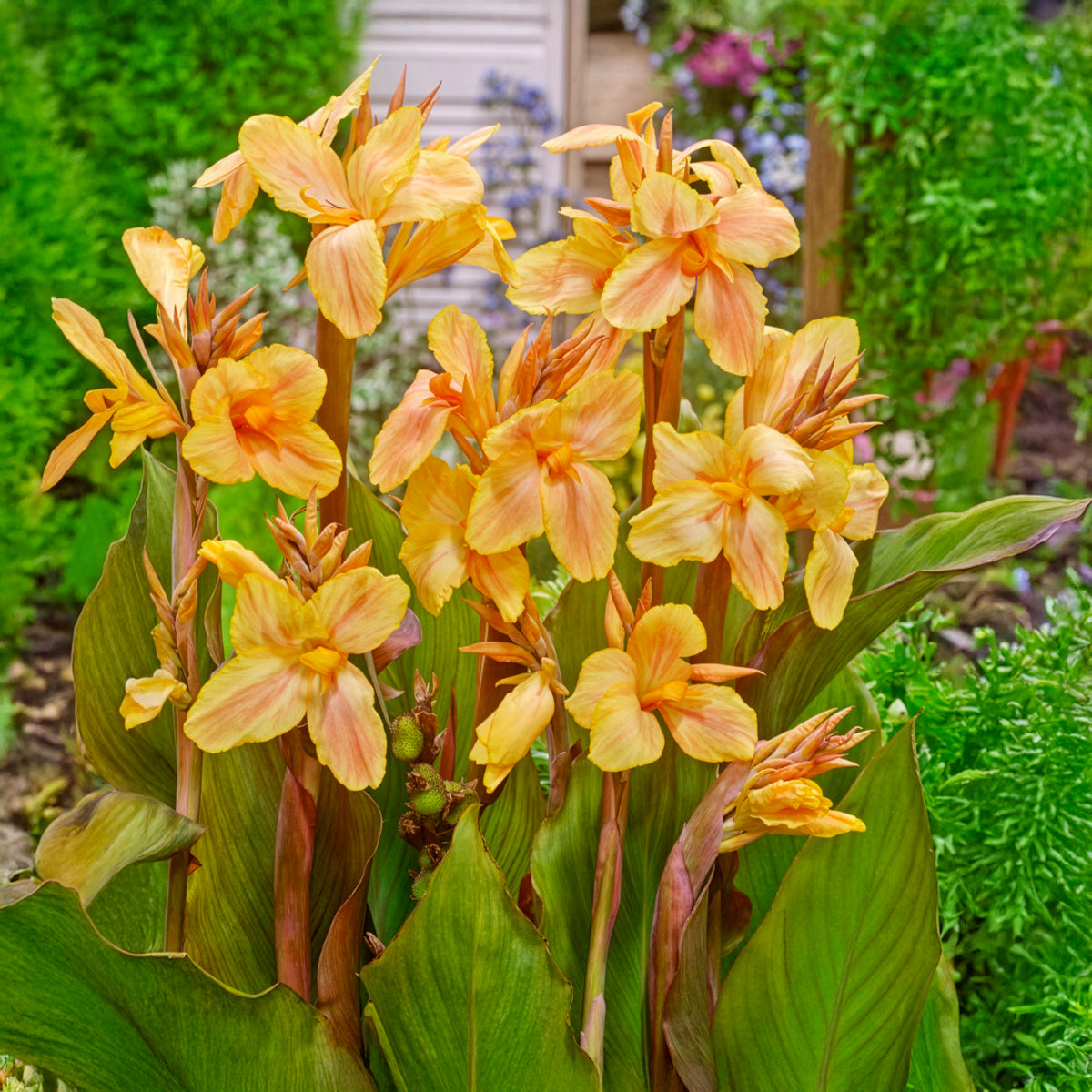 Indisch bloemriet Mme Angèle Martin - Willemse