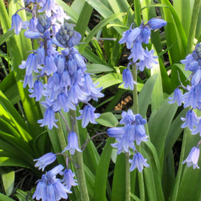 Verkoop Blauwe sterhyacint - Scilla campanulata blue