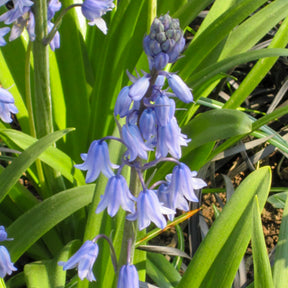 Verkoop Blauwe sterhyacint