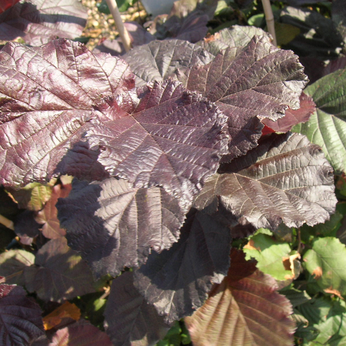 Verkoop Rode hazelaar