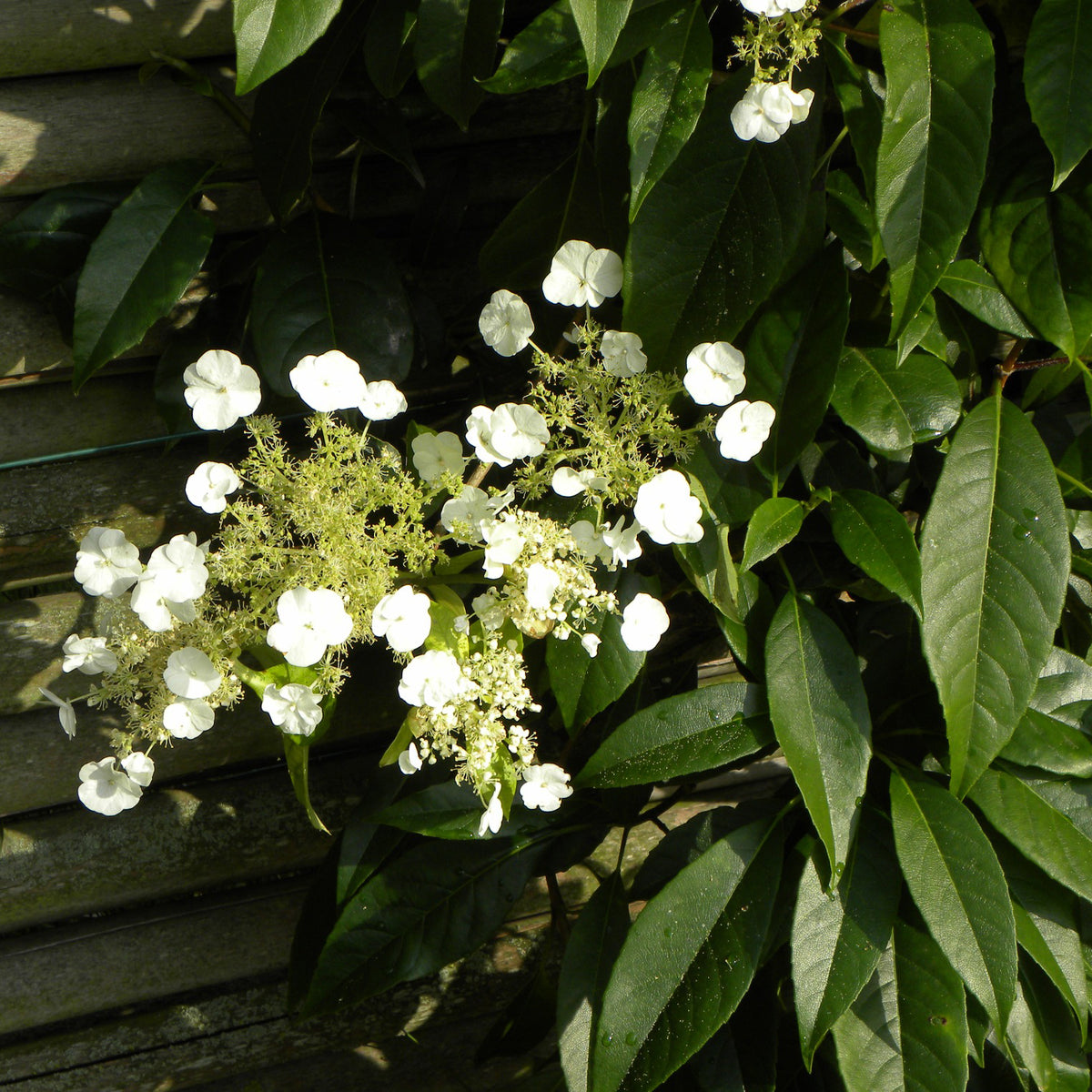 Klimhortensia Seemanii - Willemse