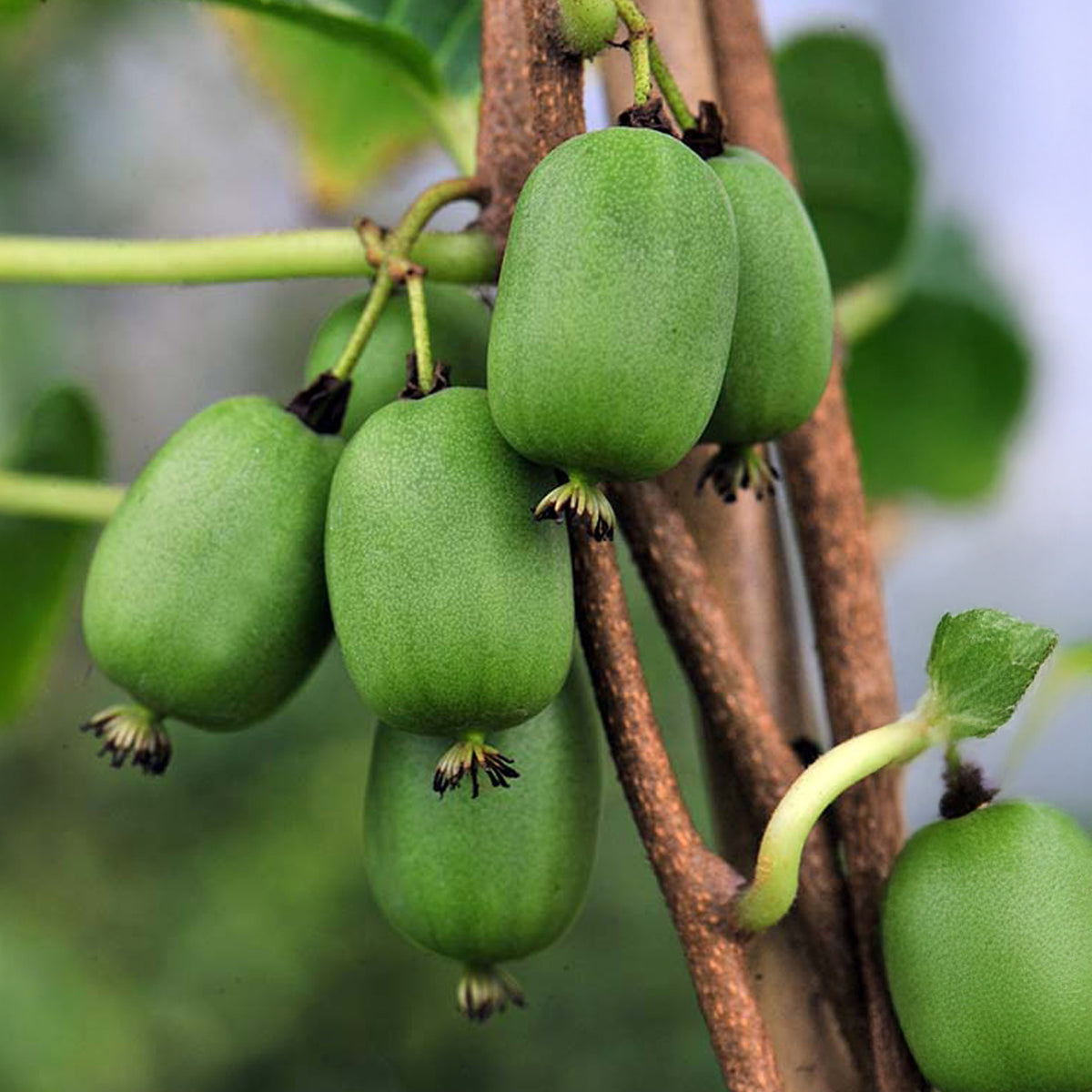 Zelfbestuivende mini-kiwi Vitikiwi® - Willemse