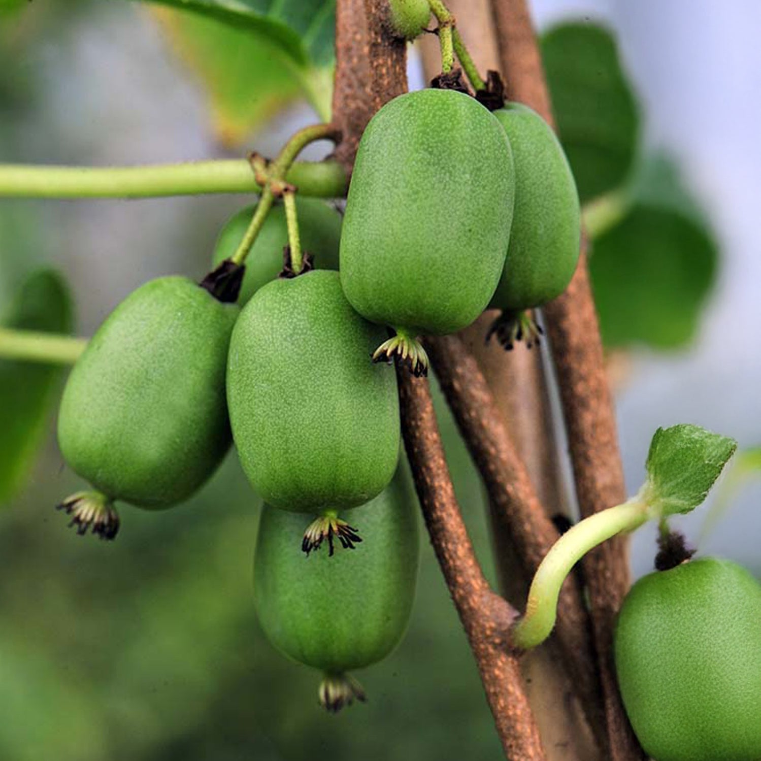 Zelfbestuivende mini-kiwi Vitikiwi® - Willemse