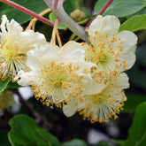 Kiwi Atlas - Willemse