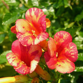 Bignonia Orangeade® - Willemse