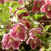 Bosrank 'Freckles' - Willemse