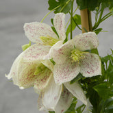 Bosrank 'Winter Parasol' - Willemse