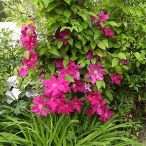 Verkoop Bosrank 'Ernest Markham' - Clematis viticella Ernest markham