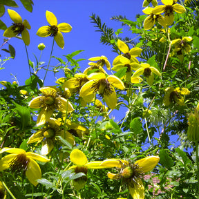 Gouden Tiara® Clematis