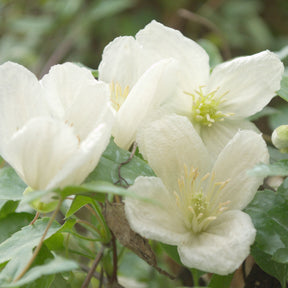 Bosrank 'Jingle Bell's' - Clematis cirrhosa Jingle bells - Willemse