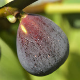 Vijg Violette Dargenteuil - Ficus carica Violette d'Argenteuil - Willemse