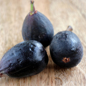 Rode vijg - Ficus carica Noire de Caromb - Willemse