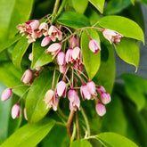 Holboellia traversii klimplant - Willemse