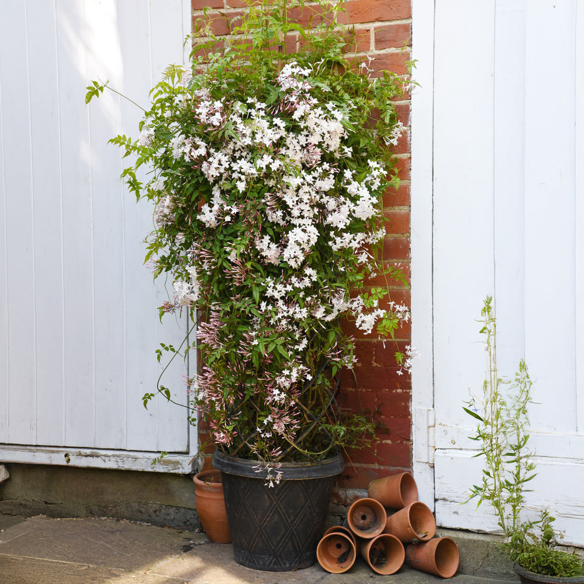 Jasmijn Starry® night - Jasminum Starry® Night - Willemse