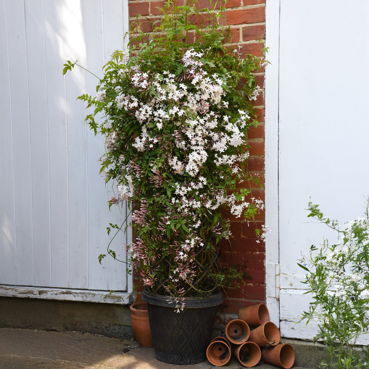 Jasmijn Starry® night - Willemse