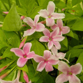 Jasminum stephanense - Chinese jasmijn - Jasminum - Jasmijn