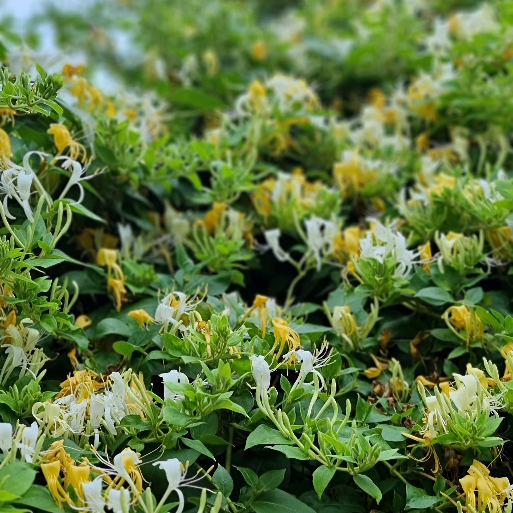 Japanse kamperfoelie 'Halliana' - Lonicera japonica Halliana - Willemse