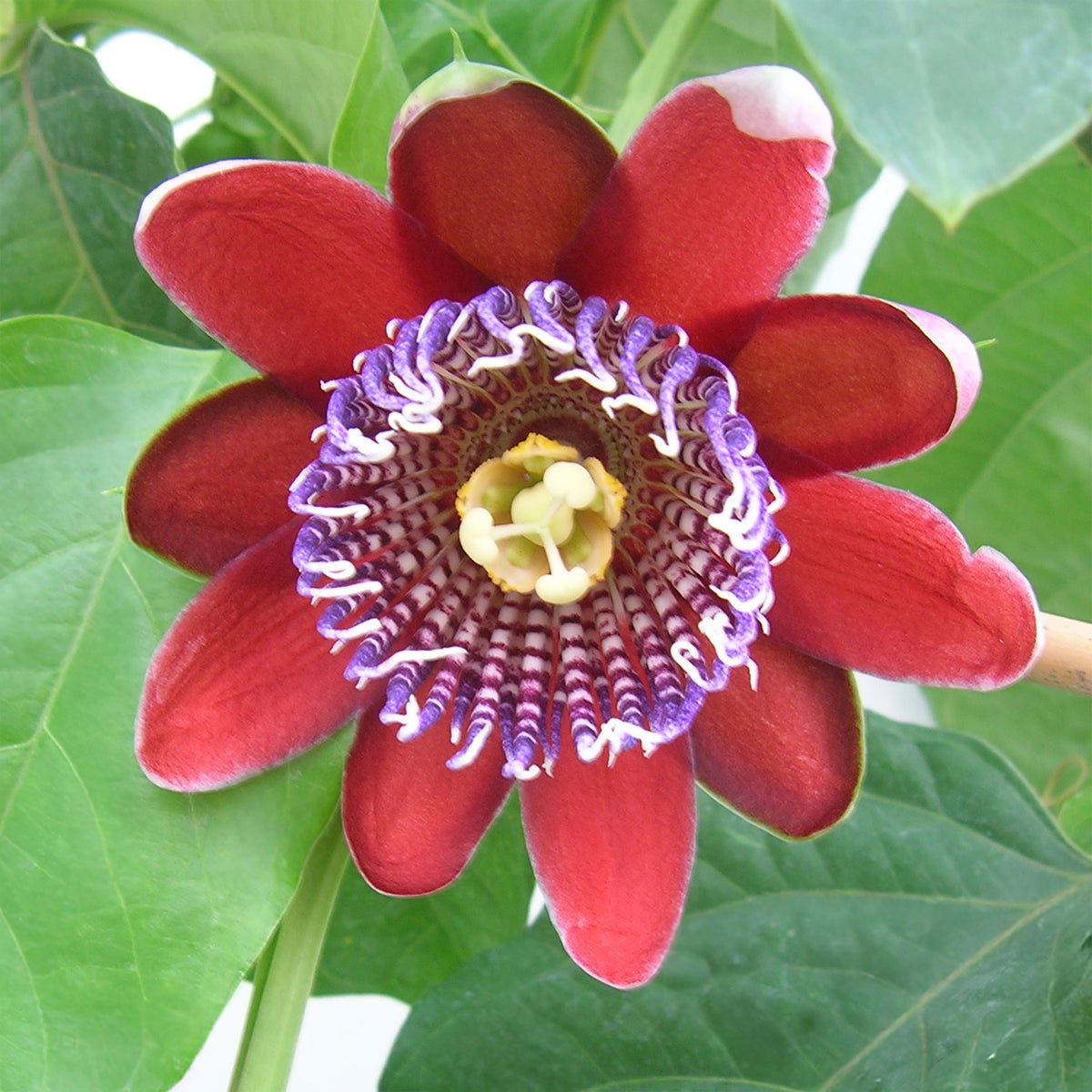 Verkoop Wilde grenadille/gevleugelde passiebloem