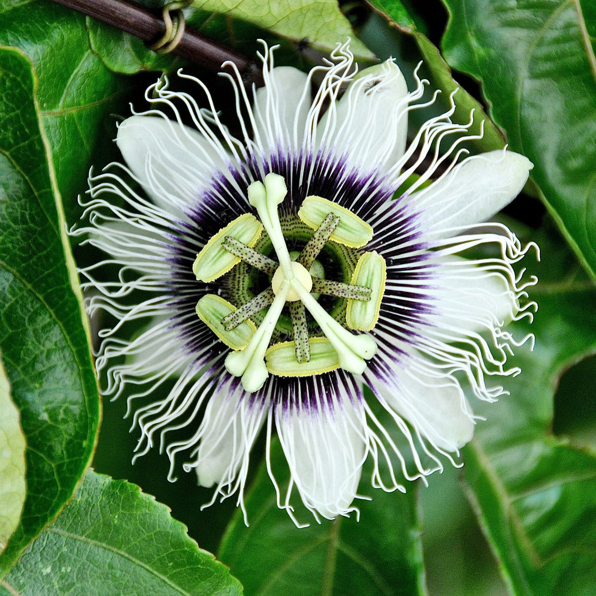 Passievrucht (Granadilla) - Passiflora edulis - Willemse