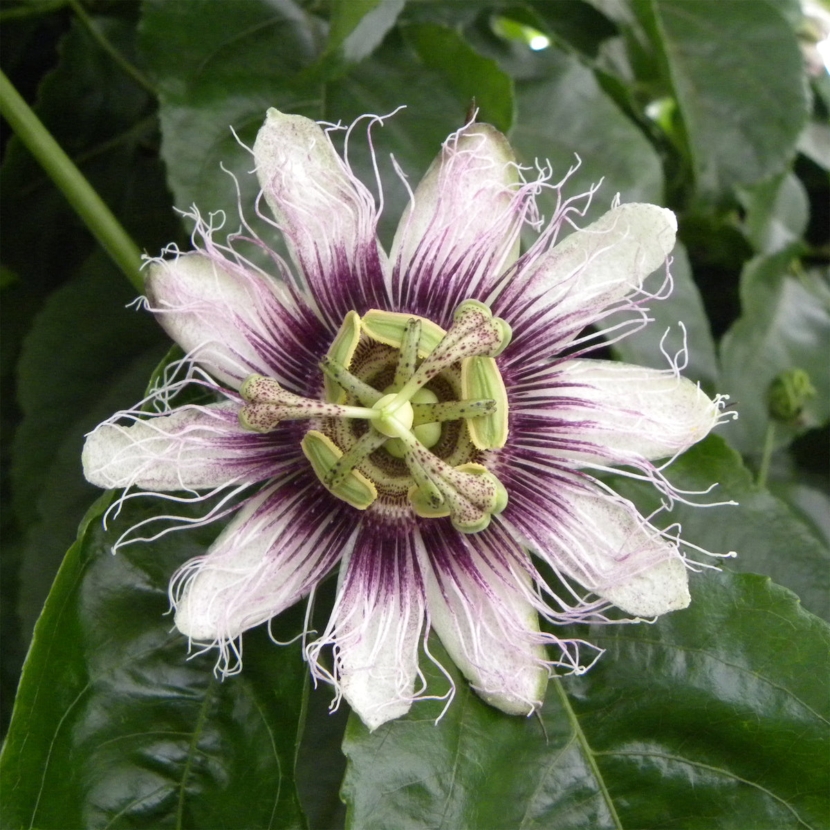 Passievrucht / Passiflora edulis - Willemse