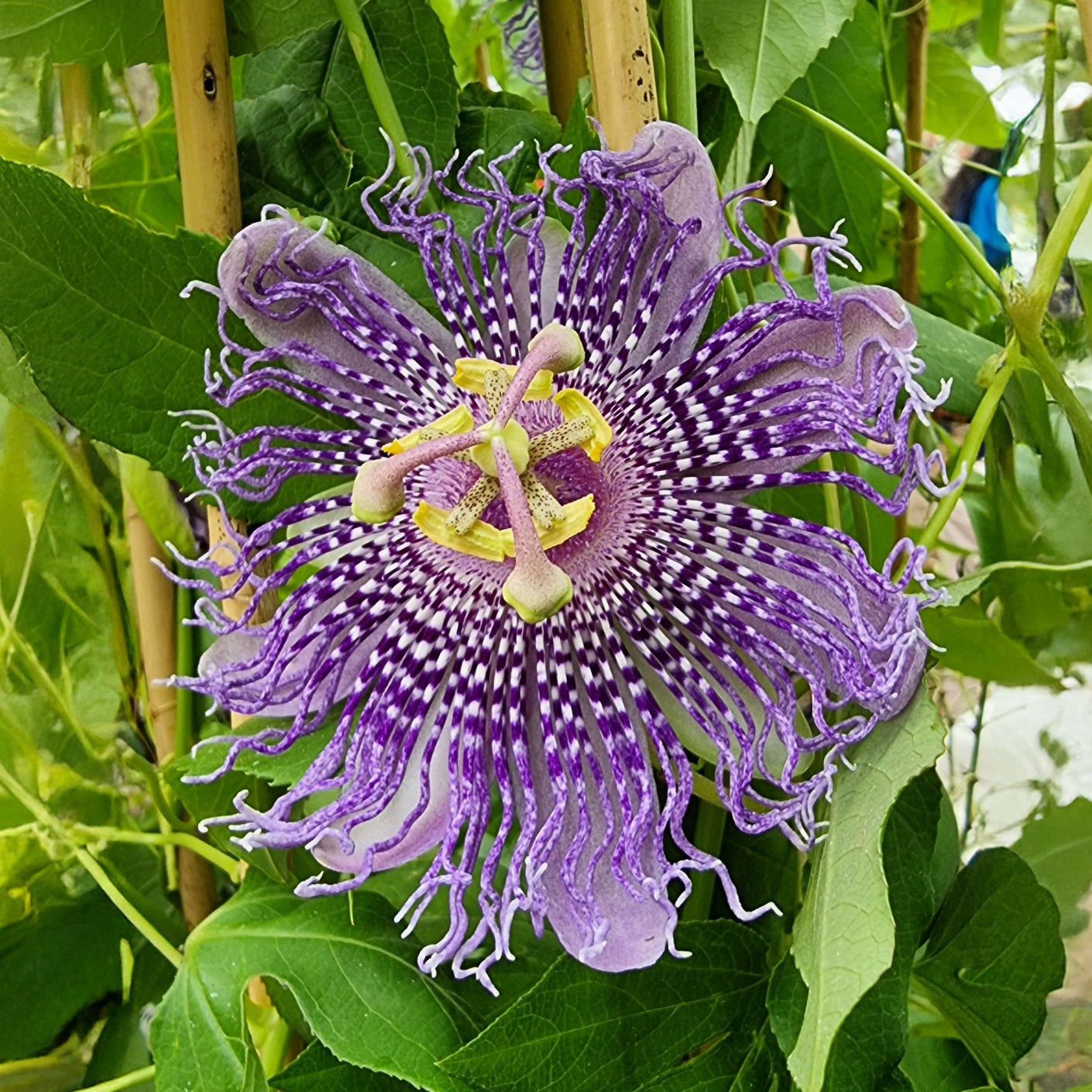 Passiebloem Fata Confetto - Passiflora Fata confetto - Willemse