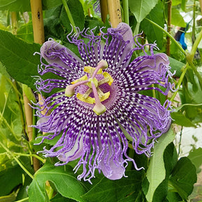 Passiebloem Fata Confetto - Passiflora Fata confetto - Willemse