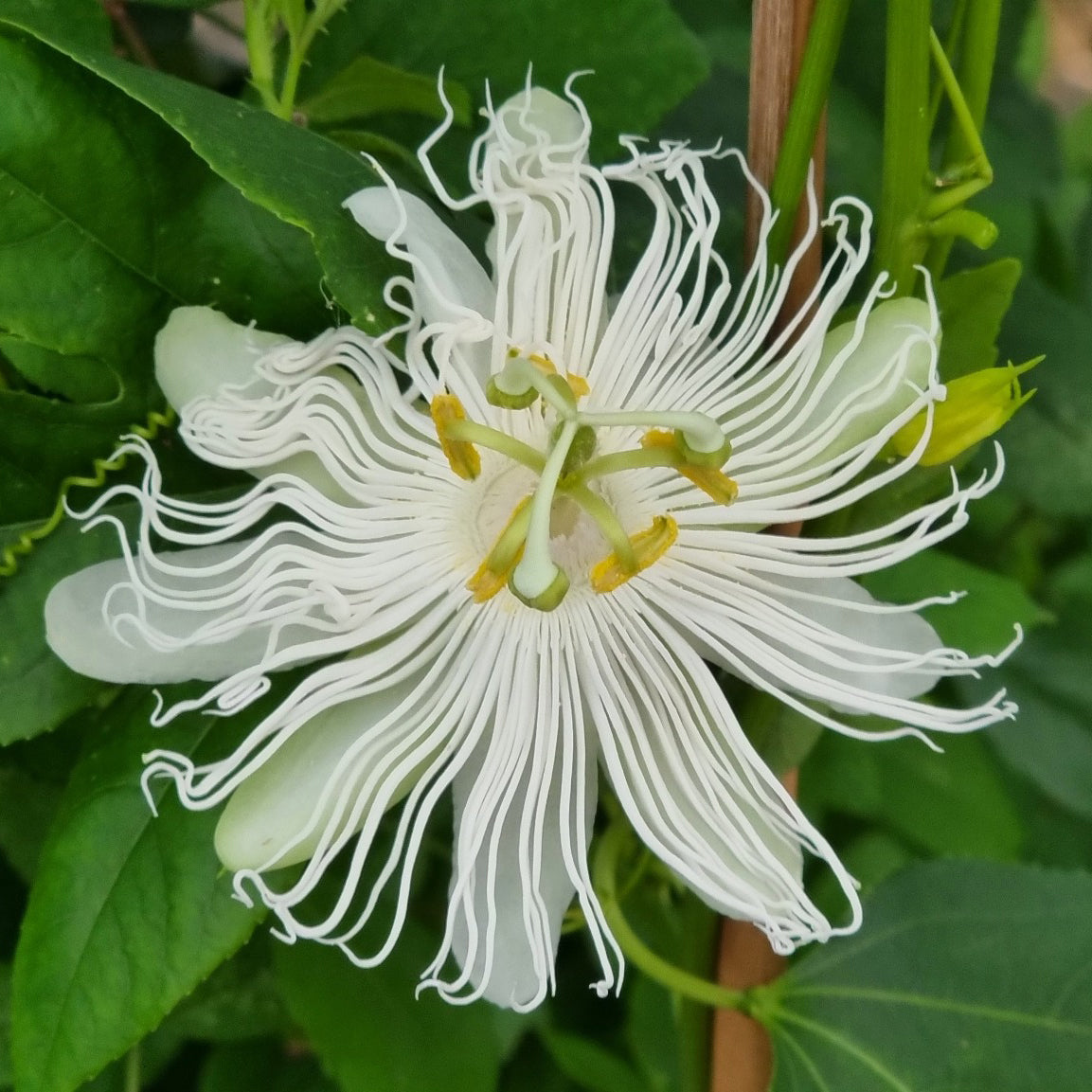 Passiebloem Cooltropics® Snowstar - Willemse