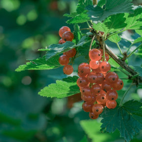 Roze bes 'Gloire des Sablons' - Ribes rubrum Gloire des Sablons - Willemse
