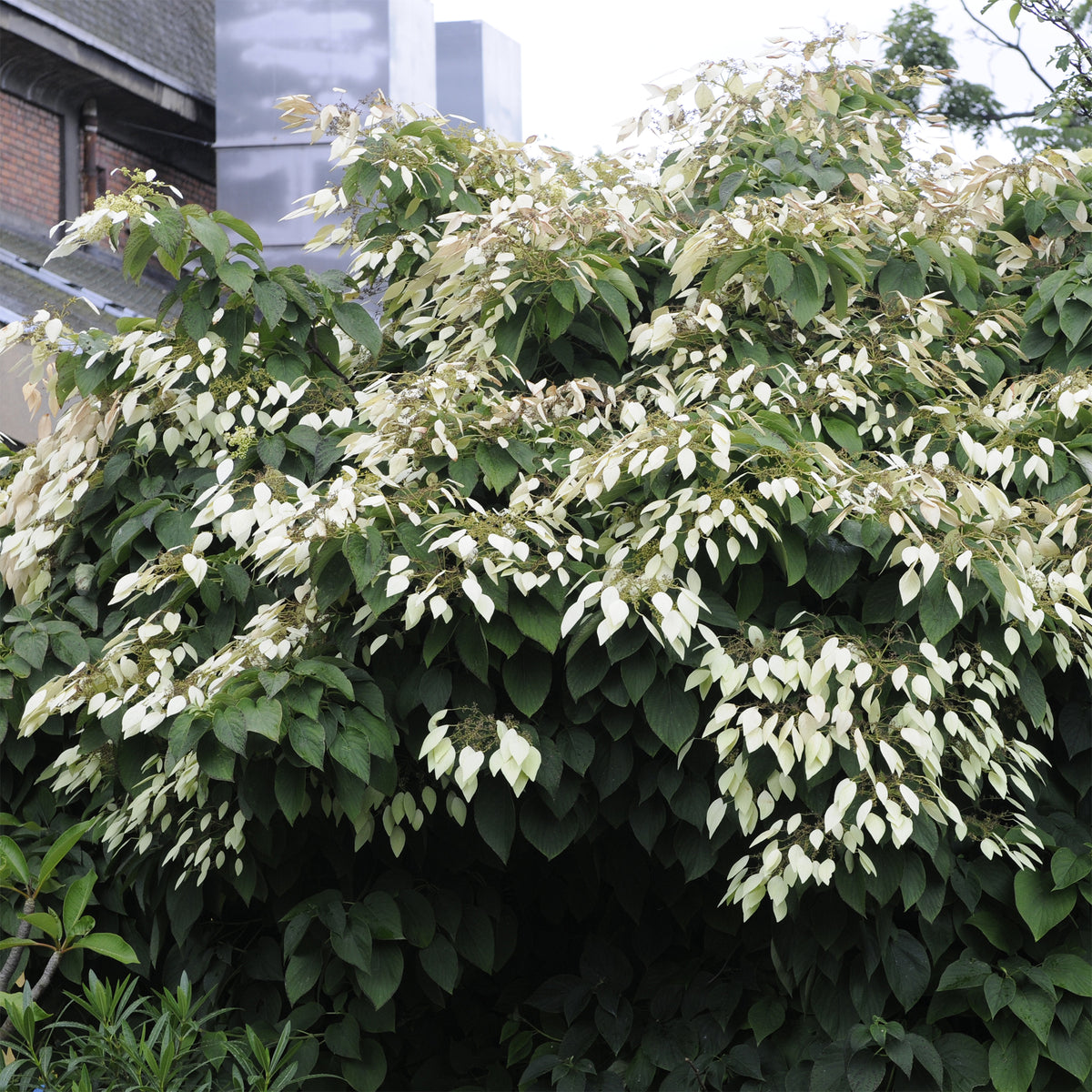 Pluimklimhortensia - Willemse