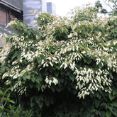 Pluimklimhortensia - Willemse