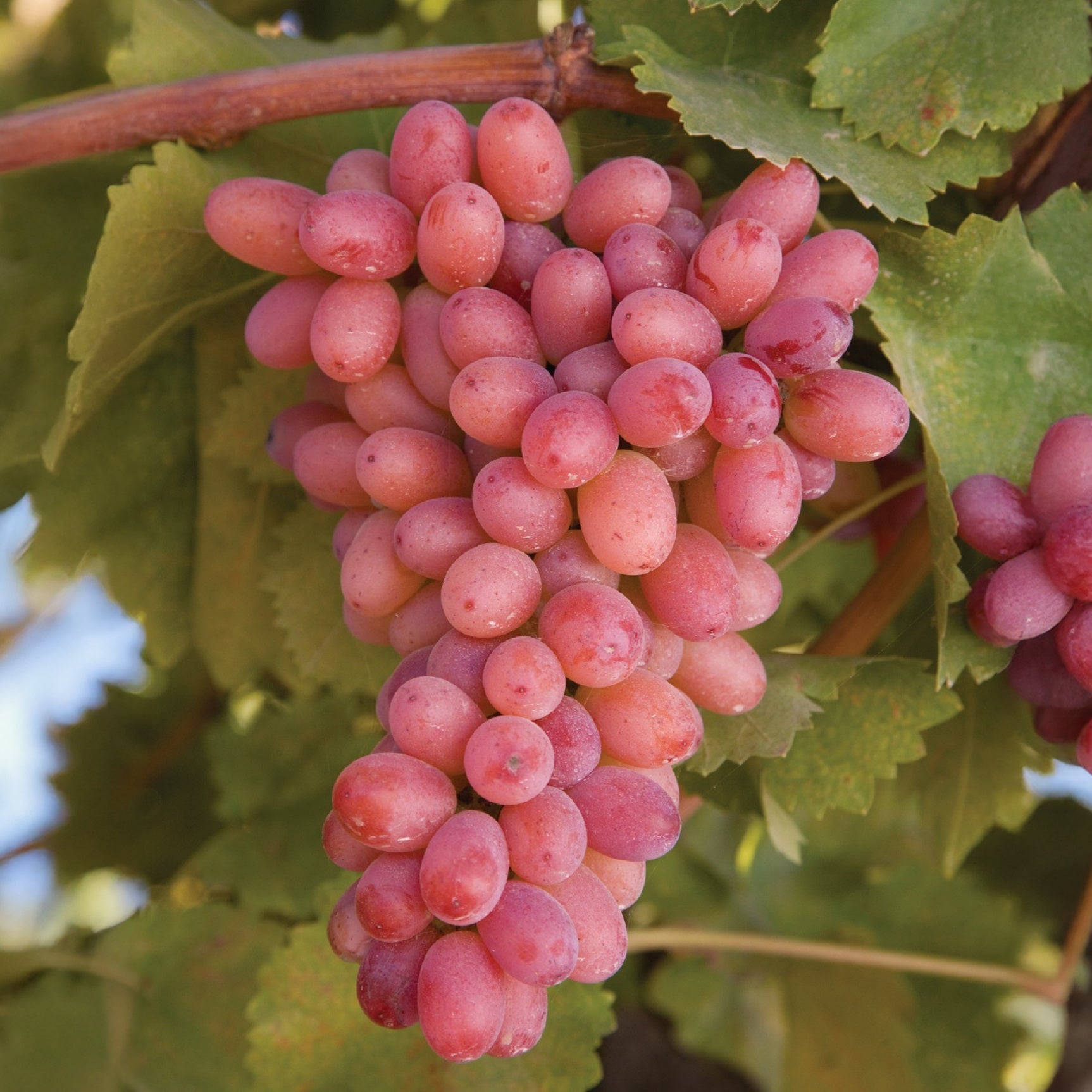 Blauwe druif Crimson Seedless - Willemse