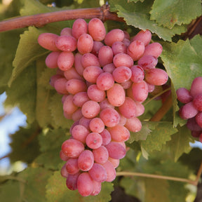Blauwe druif Crimson Seedless - Willemse