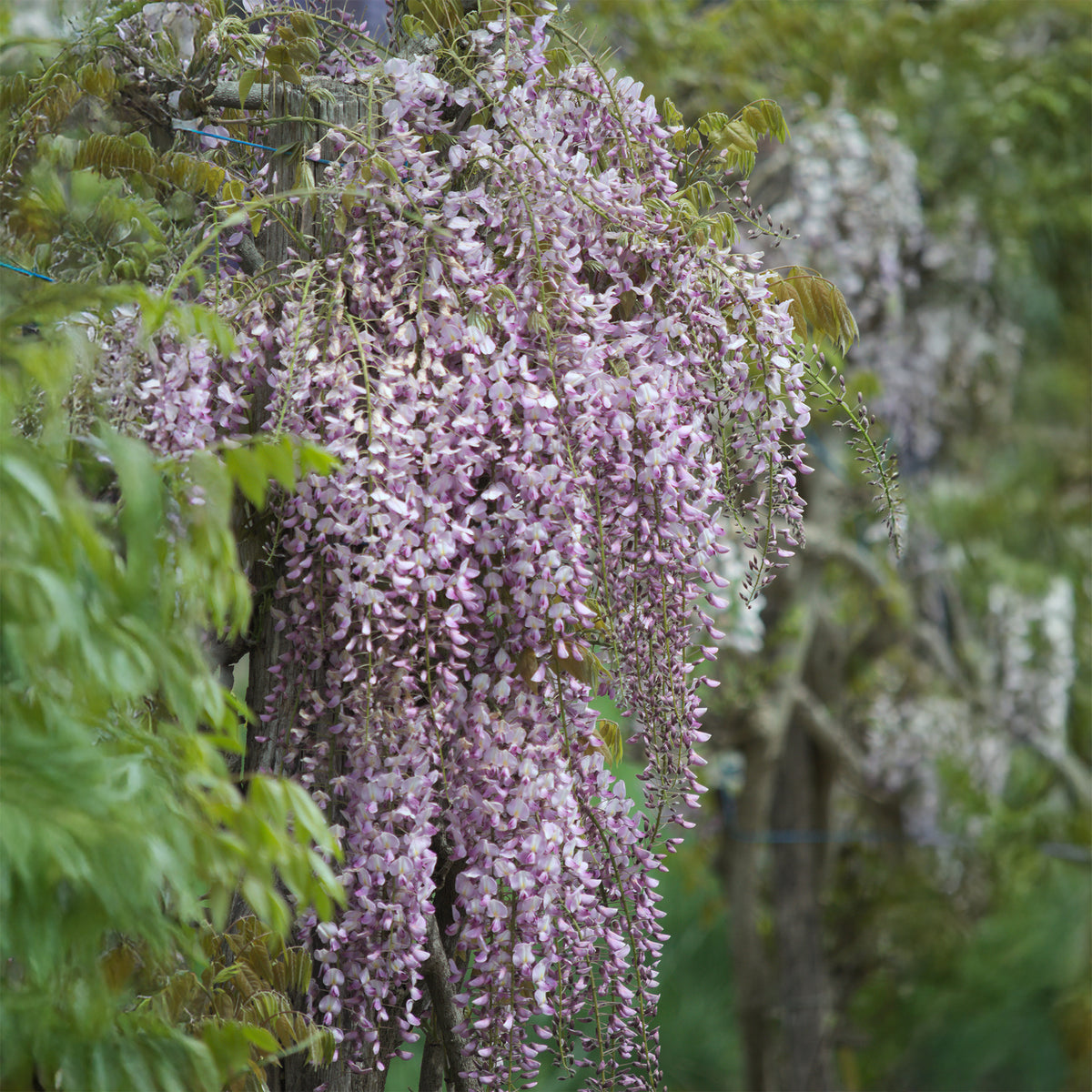 Blauwe regen Roze - Wisteria floribunda Pink ice - Willemse