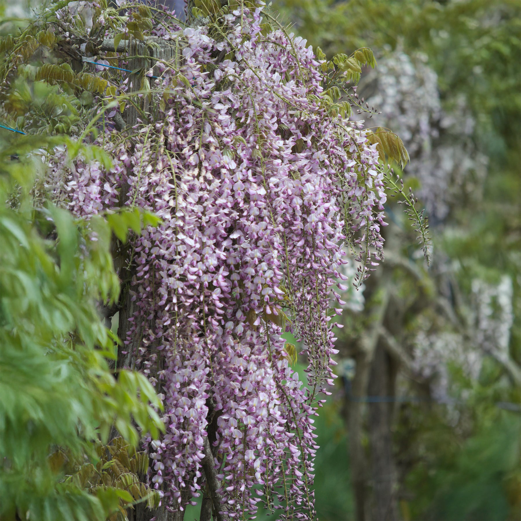 Blauwe regen Roze - Wisteria floribunda Pink ice - Willemse