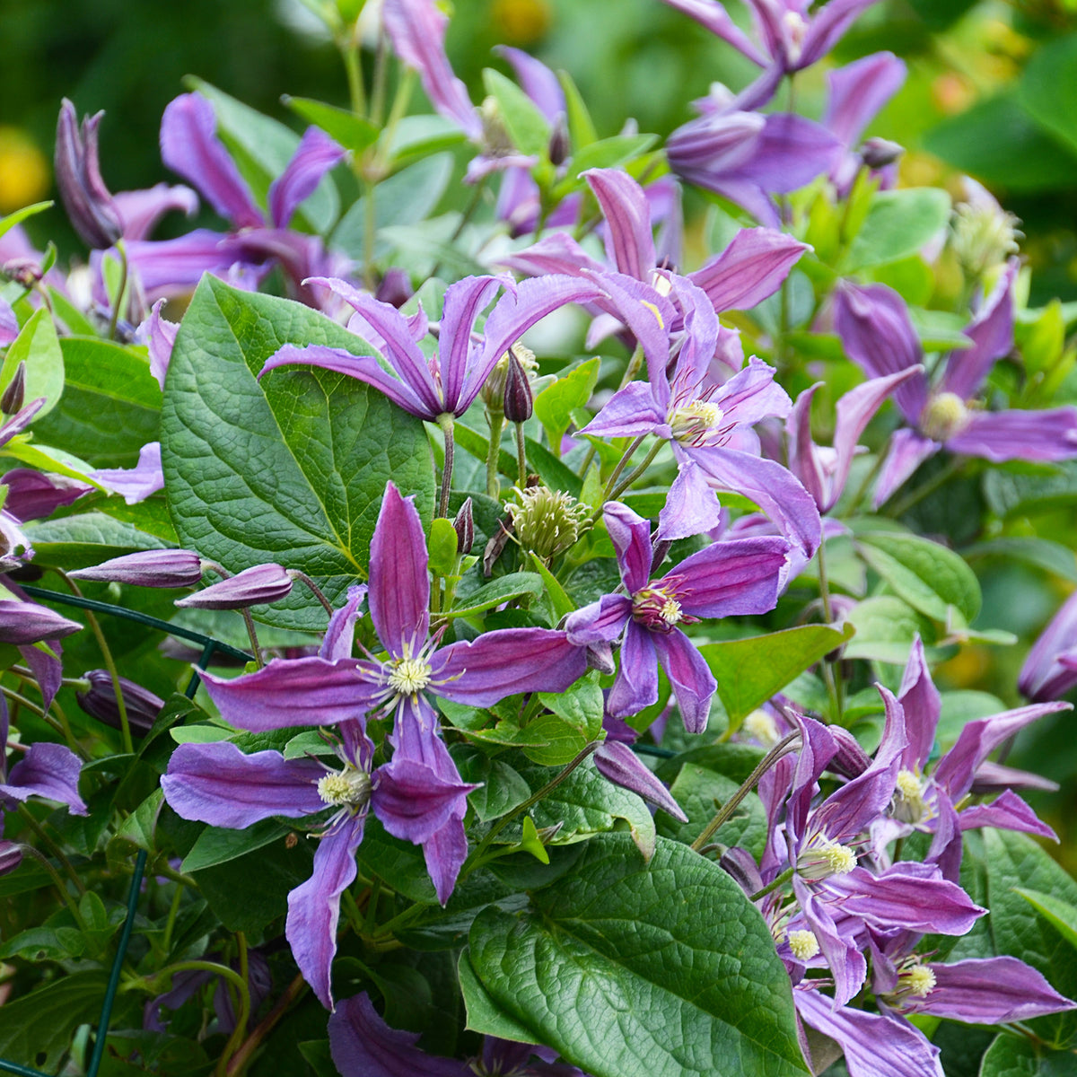 Bosrank Saphyra® Estrella