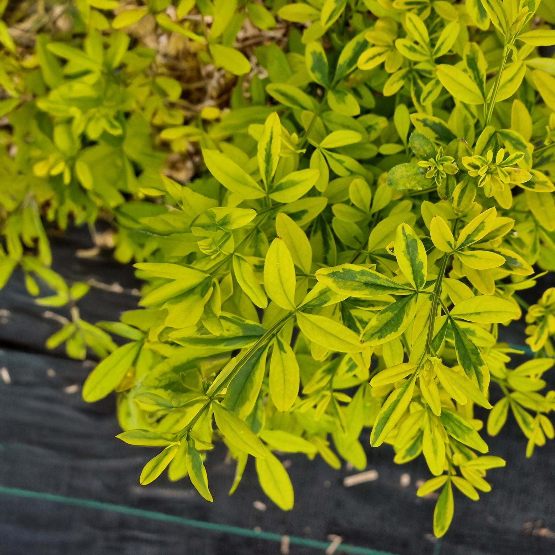 Jasmijn Gold Touch - Jasminum mesnyi Gold Touch - Willemse