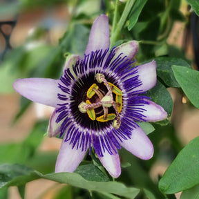 Passiebloem Damsels Delight® - Passiflora Damsel's Delight® - Willemse