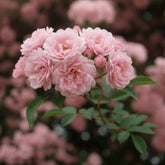 Klimroos Rosea - Rosa banksiae Rosea - Willemse