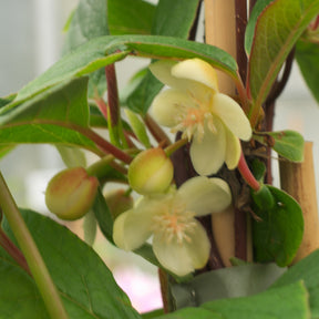 Schisandra grandiflora - Willemse