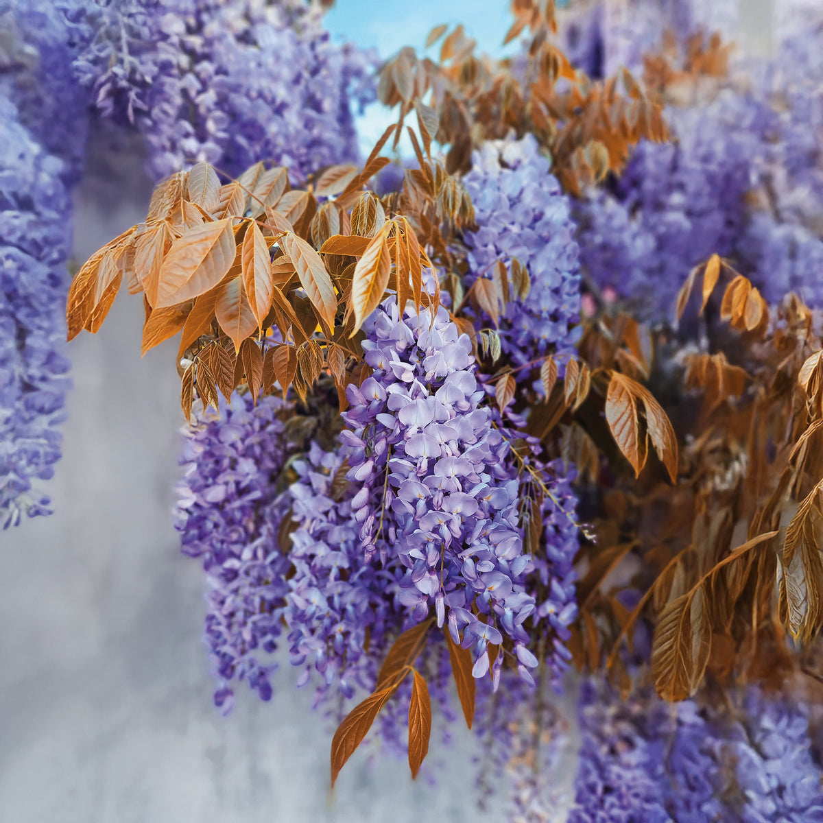 Wisteria sinensis Blue Line® Copper Leo - Blauwe regen Blue Line Copper Leo - Wisteria