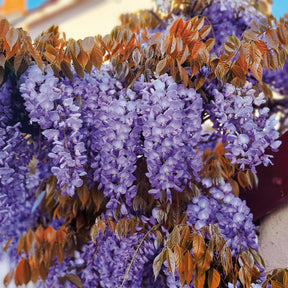 Blauwe regen Blue Line Copper Leo - Willemse