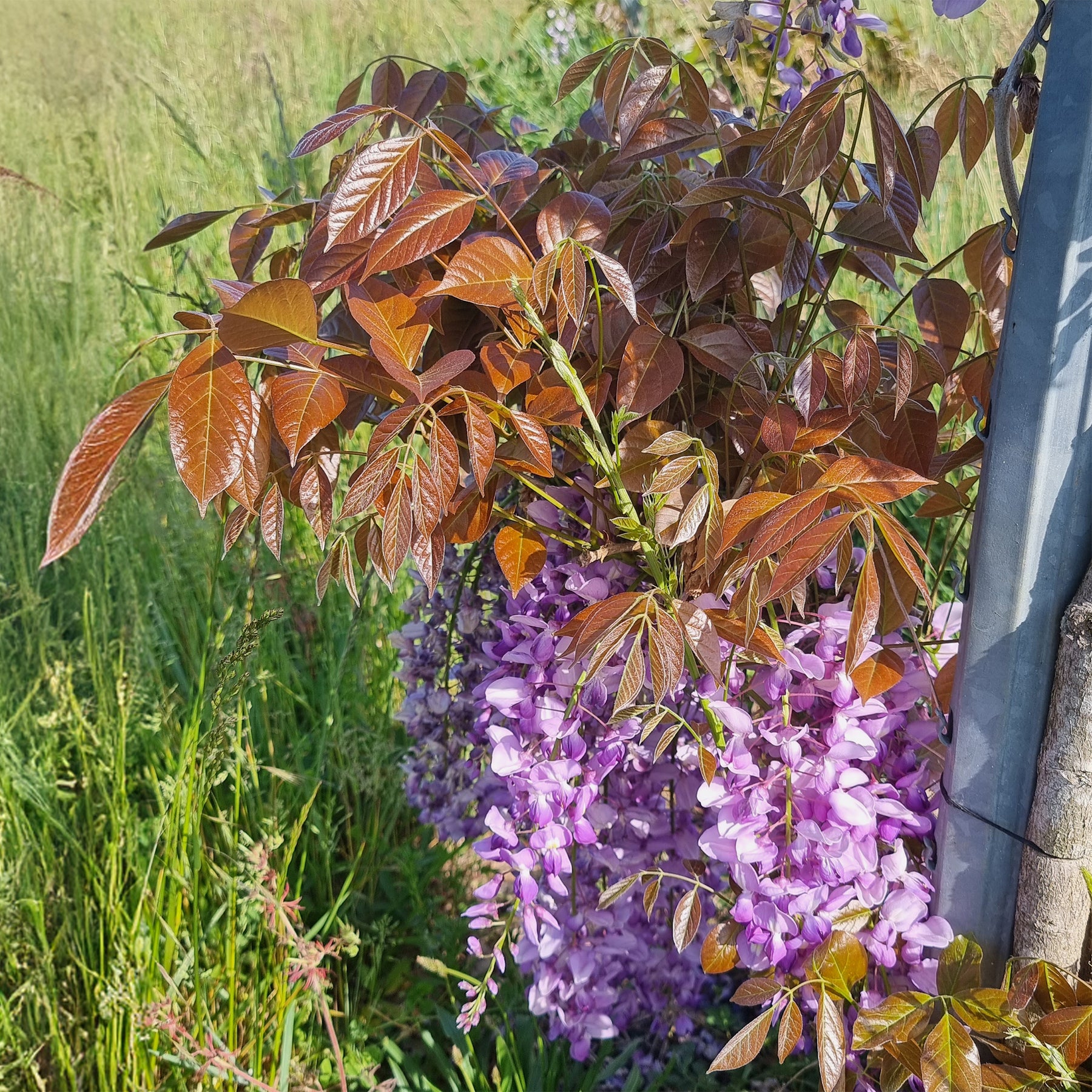 Blauwe regen Blue Line Copper Leo - Wisteria sinensis Blue Line® Copper Leo - Willemse