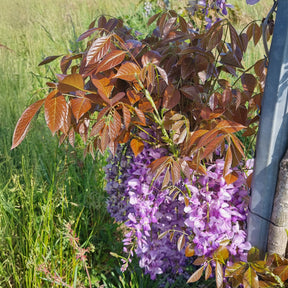 Blauwe regen Blue Line Copper Leo - Wisteria sinensis Blue Line® Copper Leo - Willemse