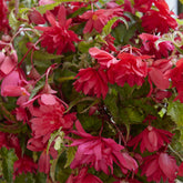 Hangende roze begonia's (x5) - Begonia pendula Pink - Willemse
