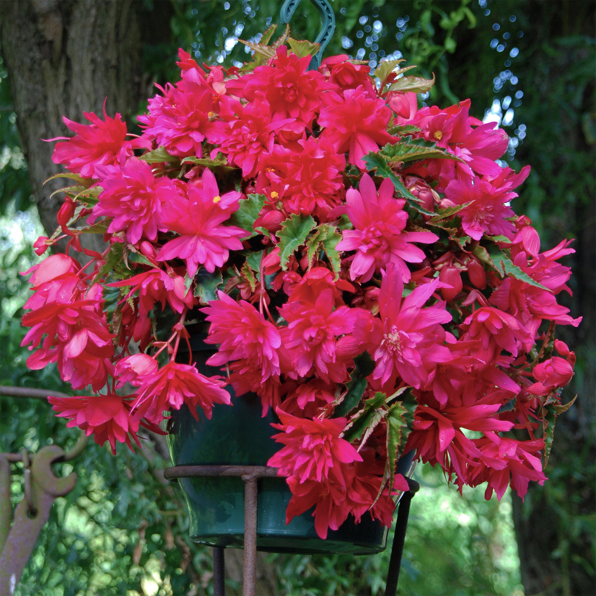 Hangende roze begonia's (x5) - Willemse