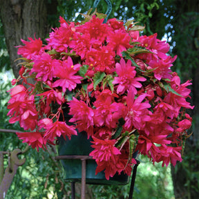 Hangende roze begonia's (x5) - Willemse